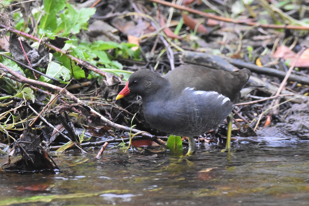 Eurasian Moorhen - ML646926556