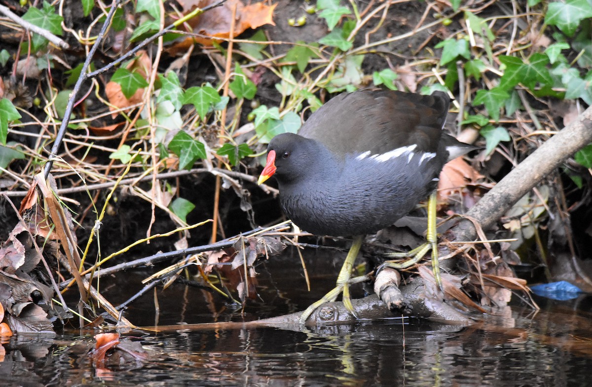 Eurasian Moorhen - ML646926557
