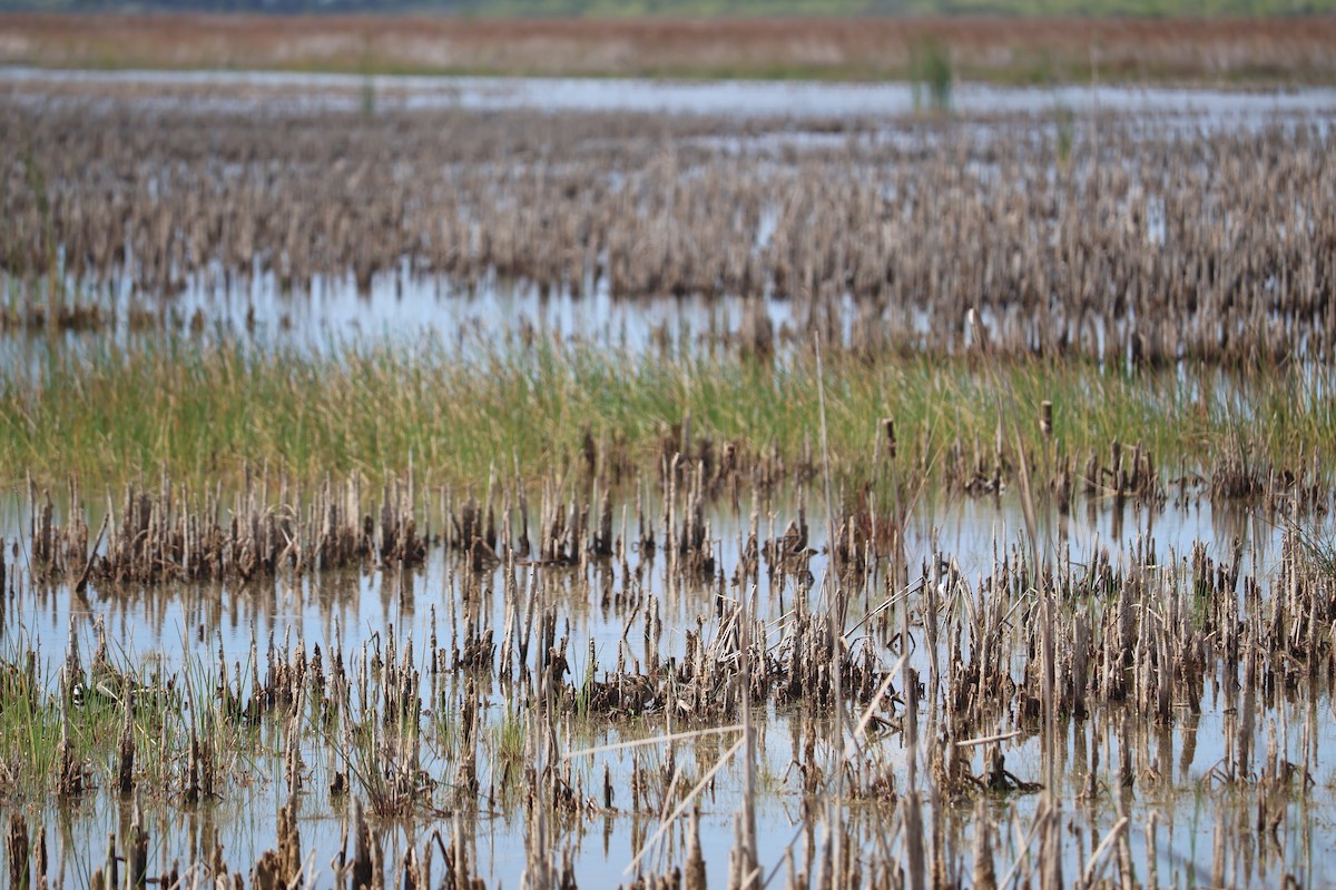 Wilson's Snipe - ML646926559