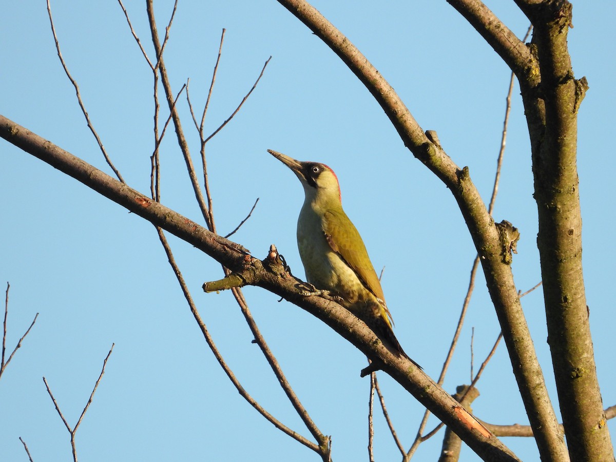 Eurasian Green Woodpecker - ML646926560