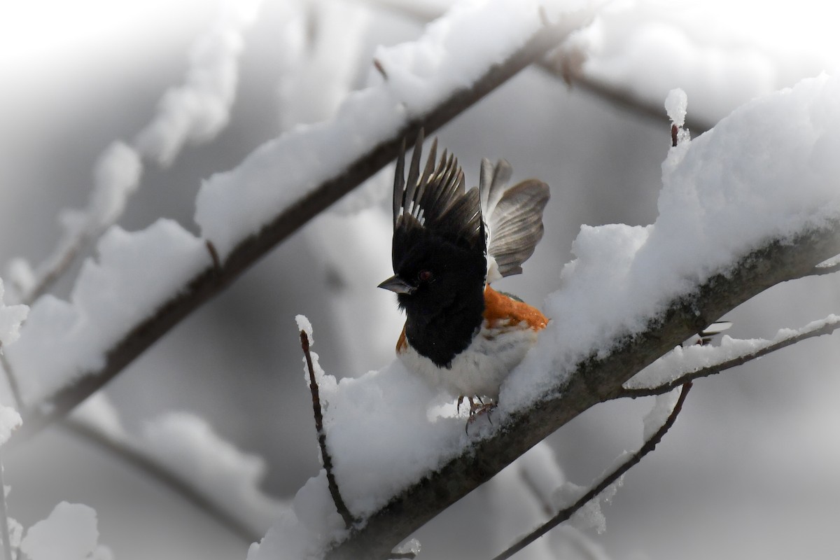 ワキアカトウヒチョウ - ML646926571