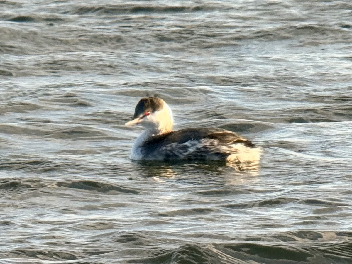 角鸊鷉 - ML646926572