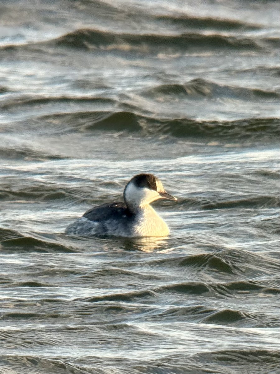Horned Grebe - ML646926573