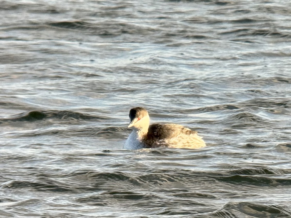 Horned Grebe - ML646926574