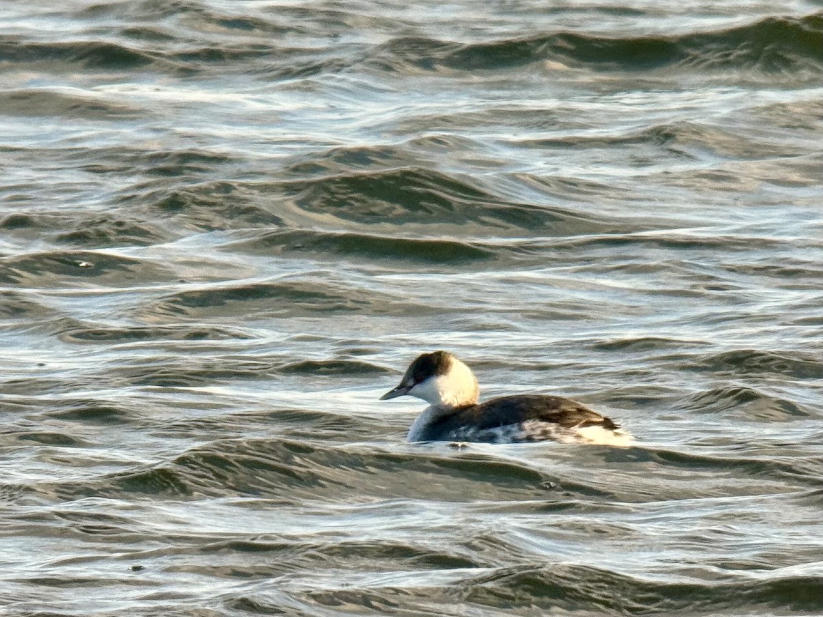 角鸊鷉 - ML646926575