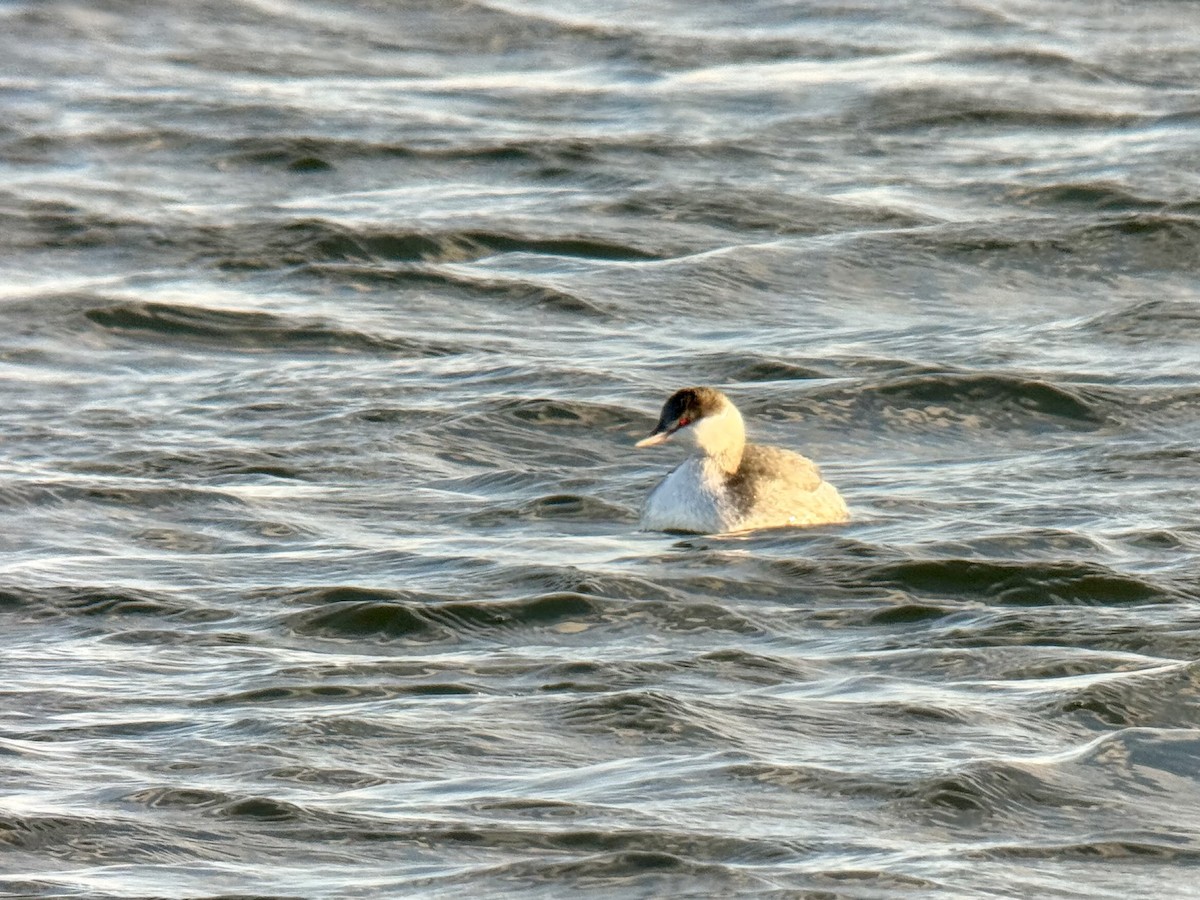 Horned Grebe - ML646926576