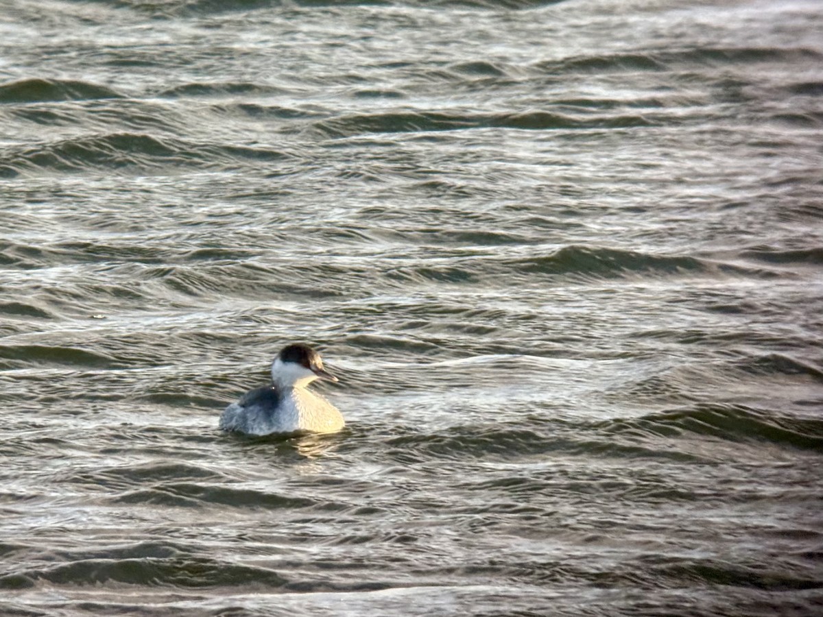 Horned Grebe - ML646926577