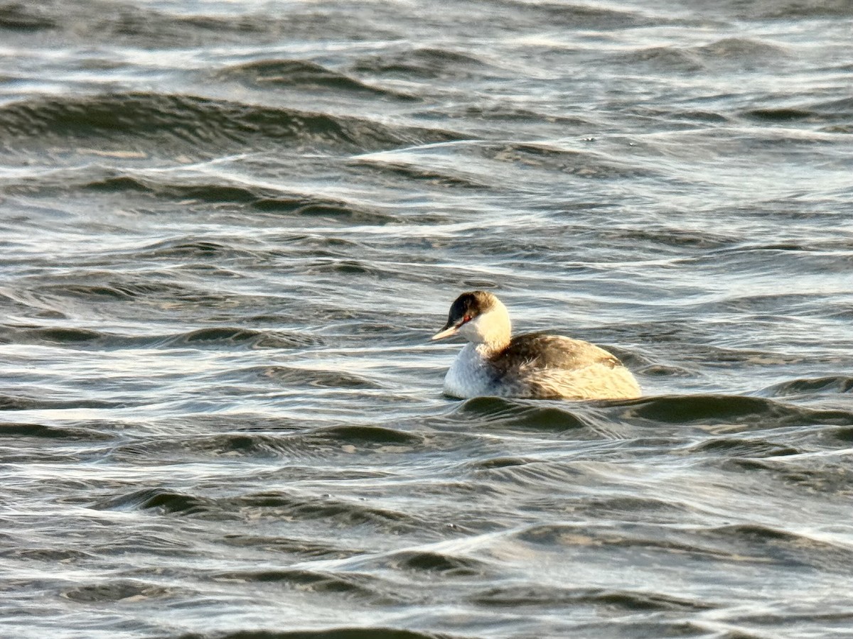 Horned Grebe - ML646926578