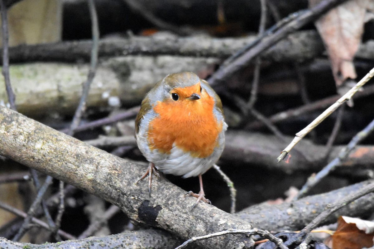 European Robin - ML646926580