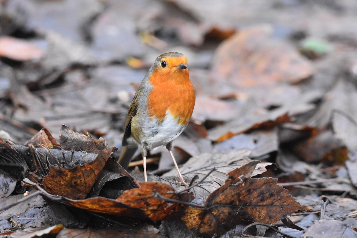 European Robin - ML646926581