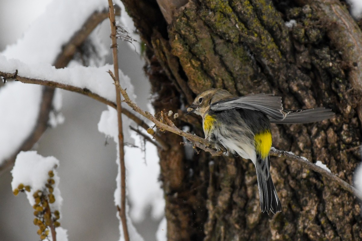 キヅタアメリカムシクイ - ML646926582