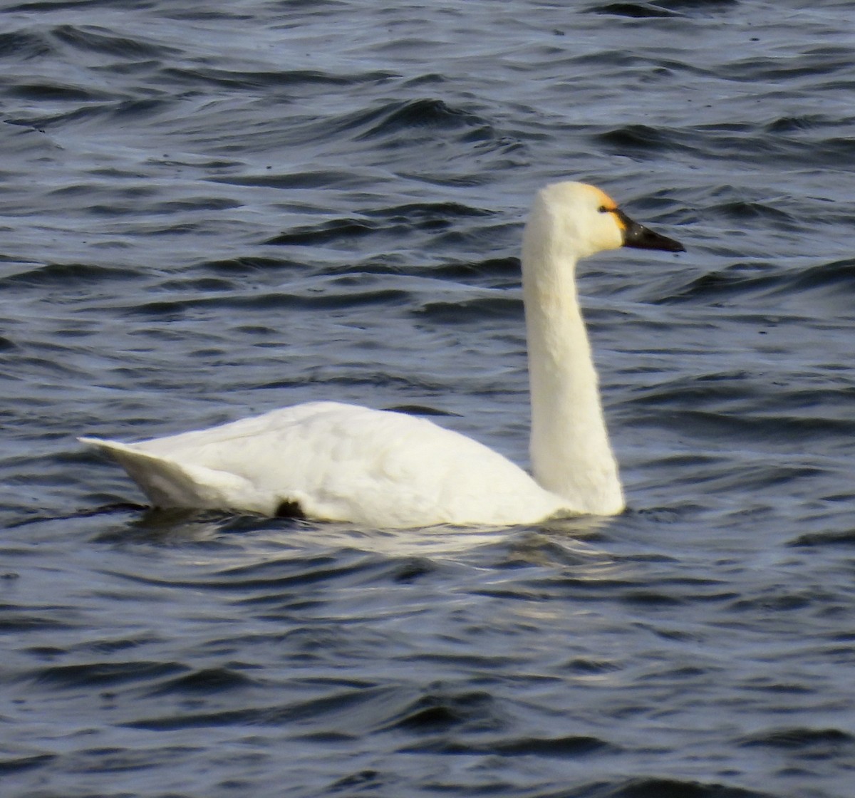 Tundra Swan - ML646926586