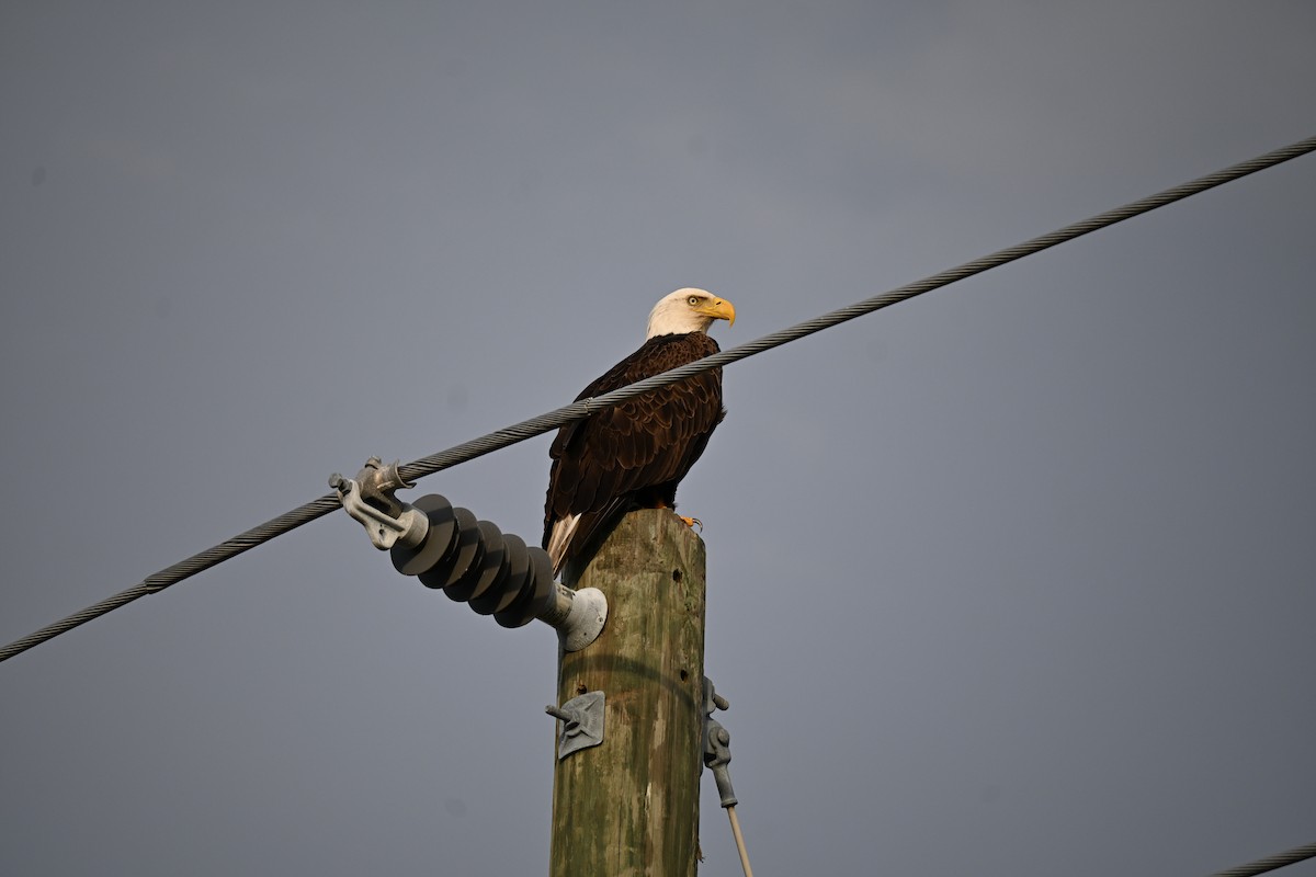 Bald Eagle - ML646926589
