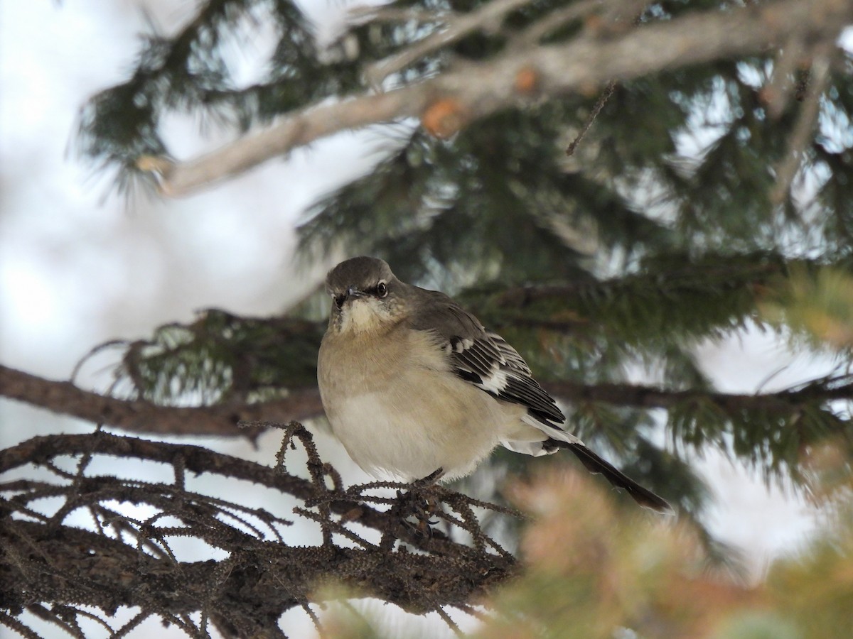 חקיינית צפונית - ML646926590