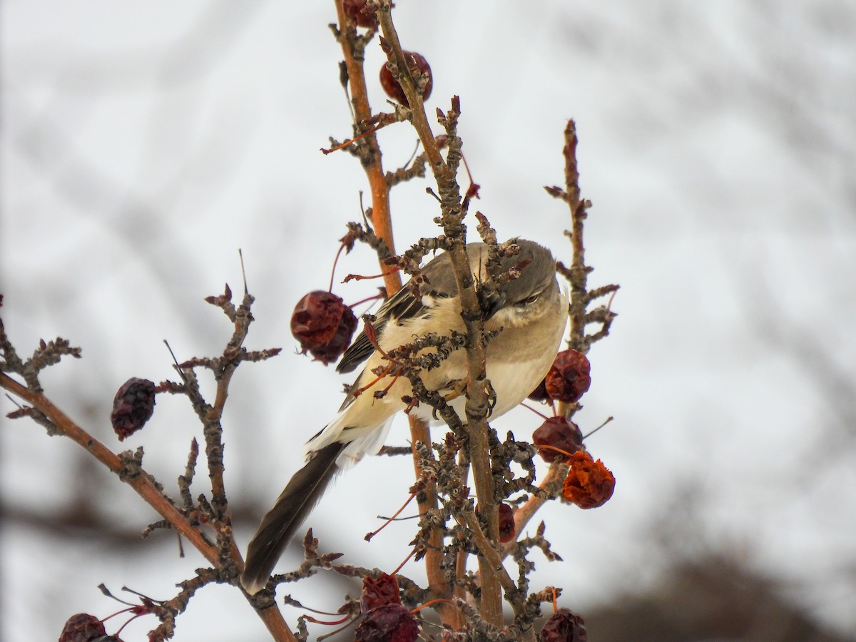 חקיינית צפונית - ML646926591