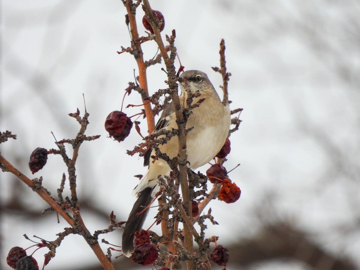 חקיינית צפונית - ML646926592