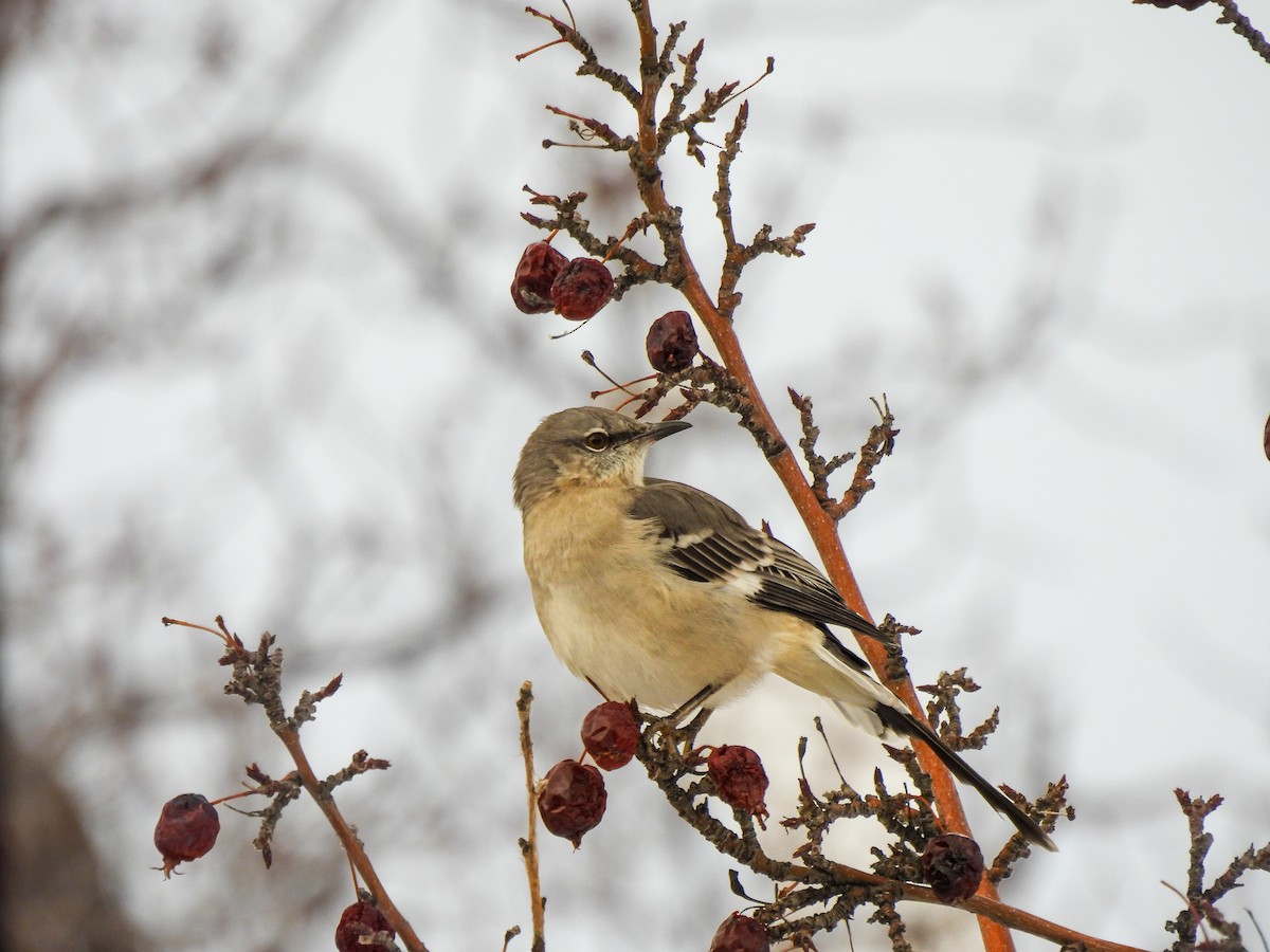 חקיינית צפונית - ML646926593