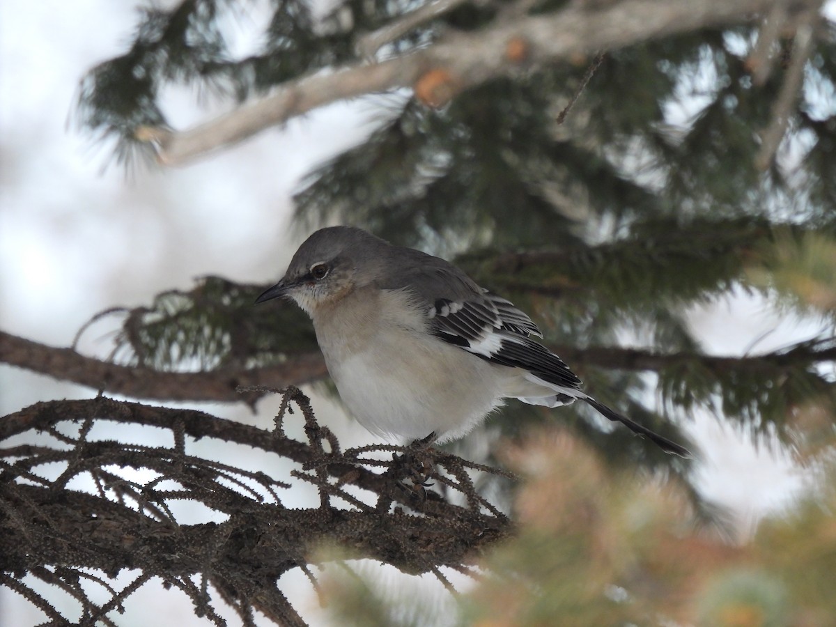 חקיינית צפונית - ML646926594