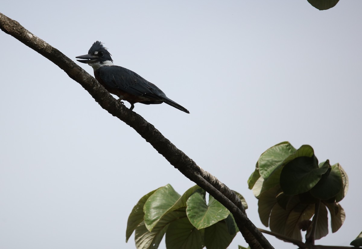 Ringed Kingfisher - ML646926598