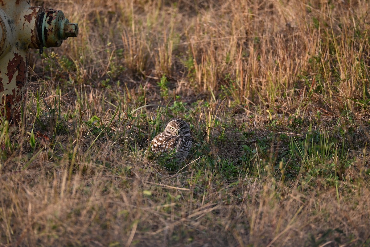 Burrowing Owl - ML646926599
