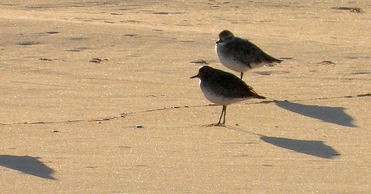 Gümüş Yağmurcun - ML646926604