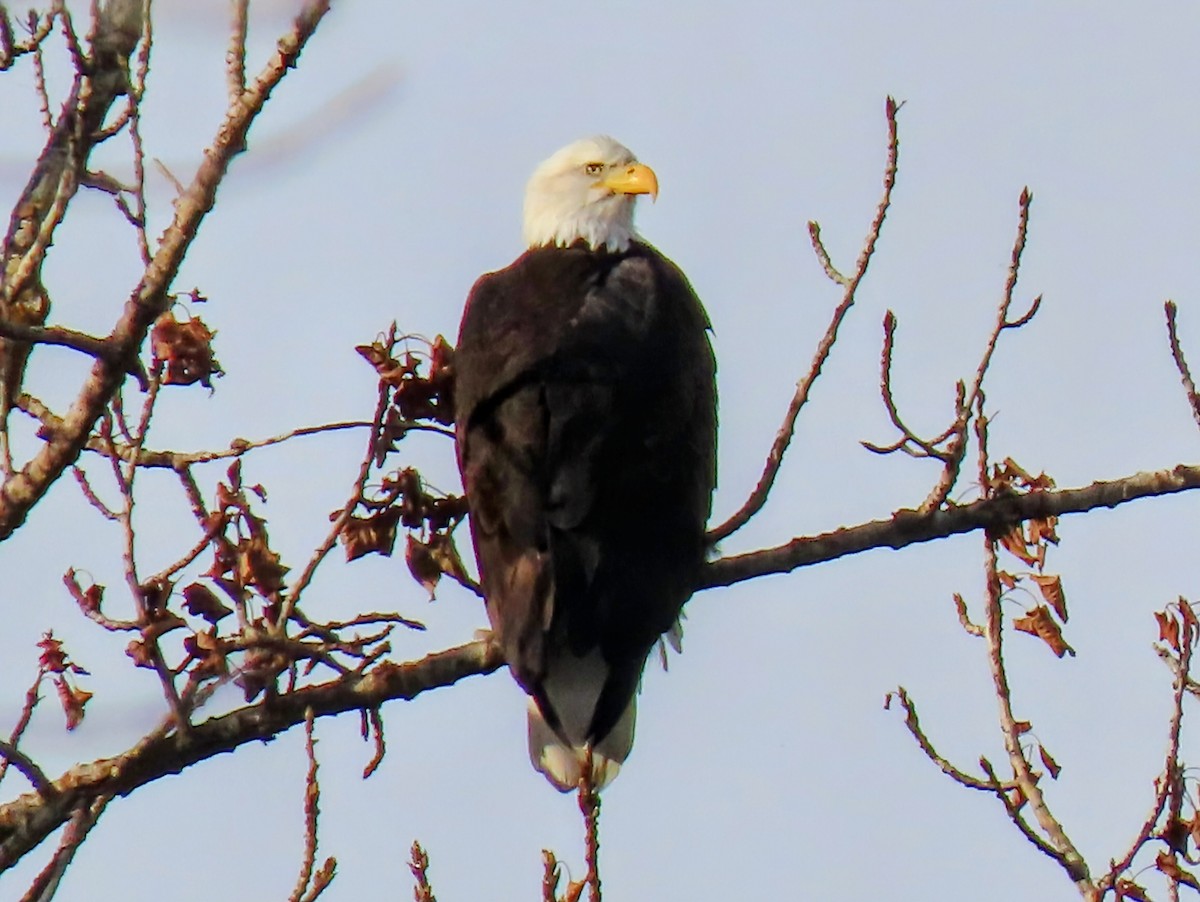 Bald Eagle - ML646926611