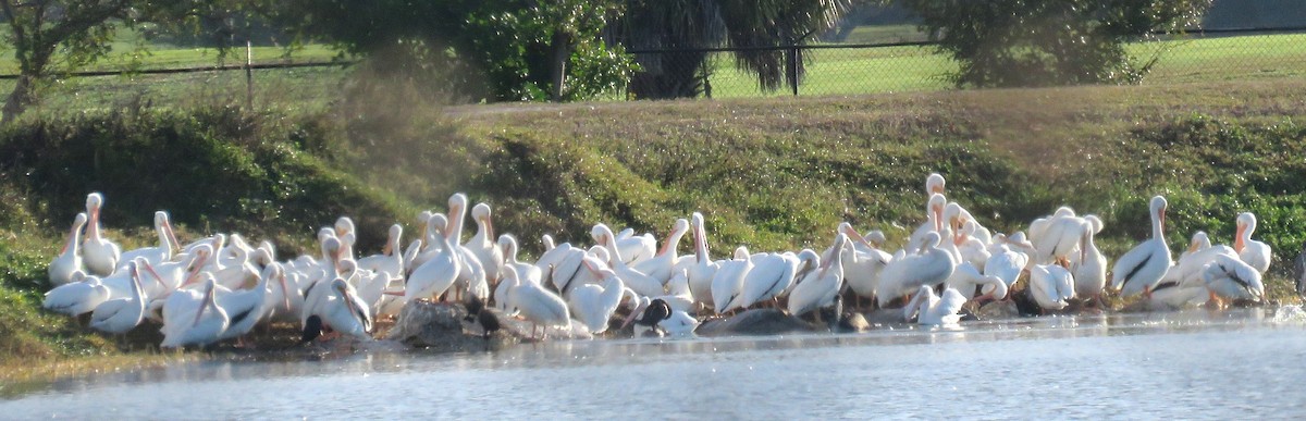 Pelikano zuri amerikarra - ML646926613