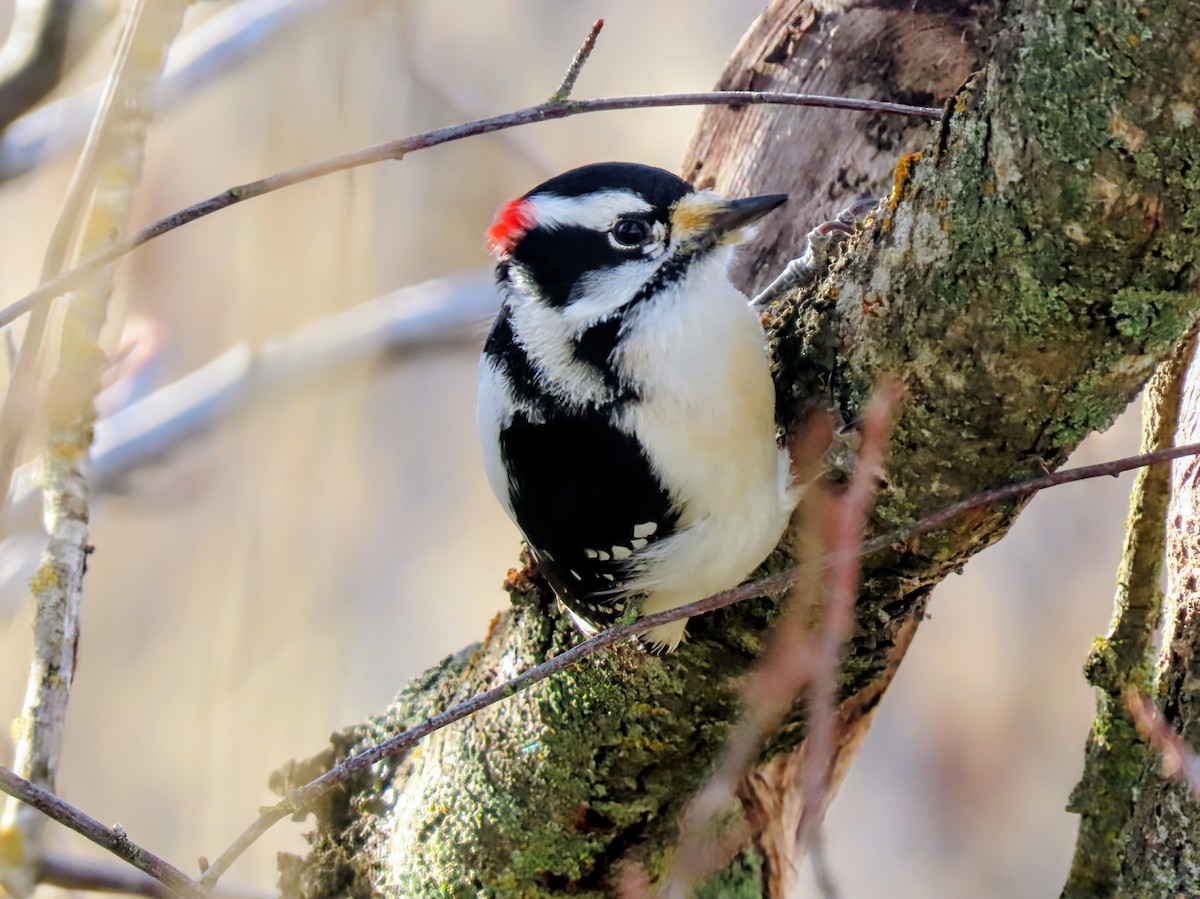 Downy Woodpecker - ML646926615
