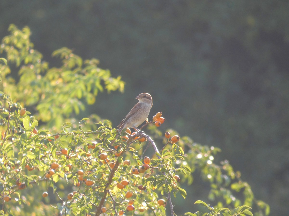 ťuhýk obecný - ML646926616