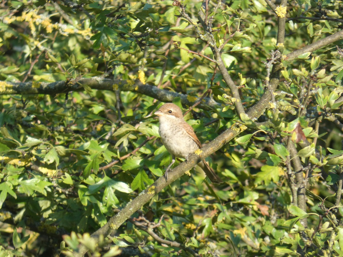 ťuhýk obecný - ML646926618