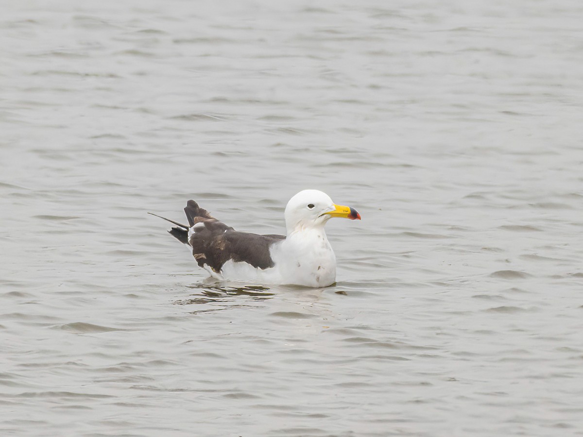 Belcher's Gull - ML646926620