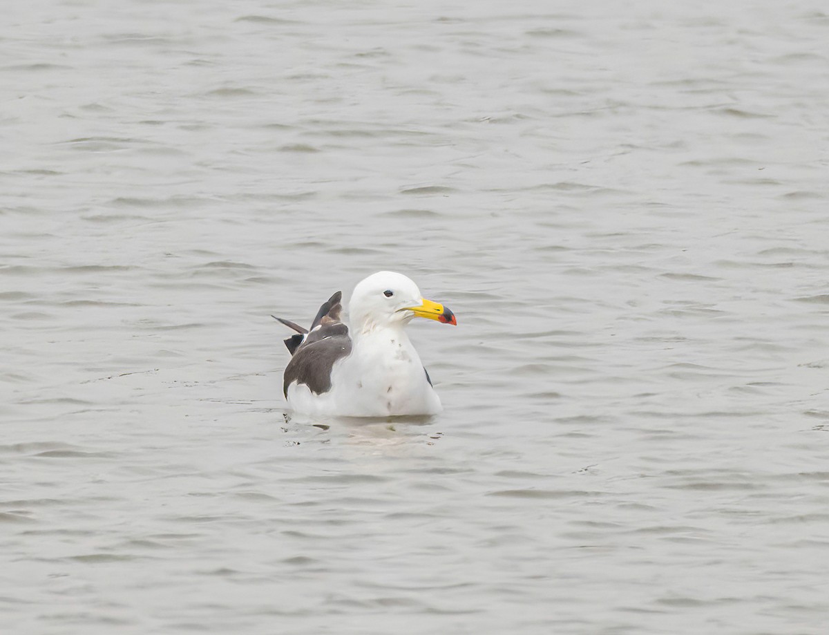 Belcher's Gull - ML646926621