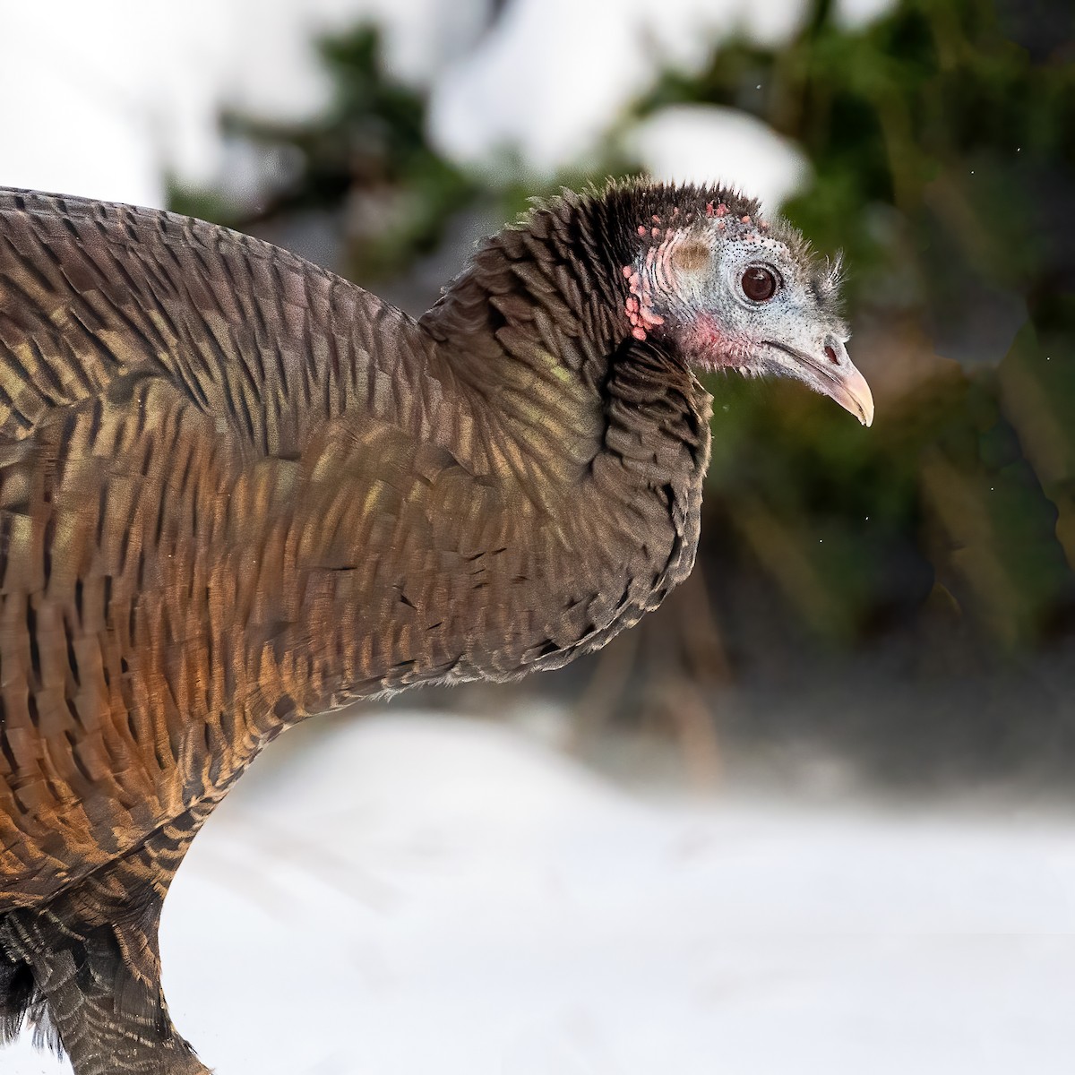 Wild Turkey - ML646926622