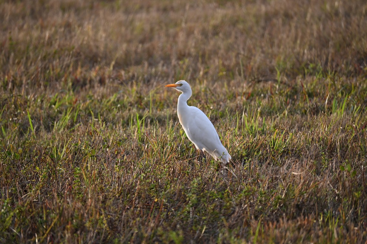 אנפית בקר מערבית - ML646926623