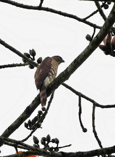 カンムリオオタカ - ML646926624