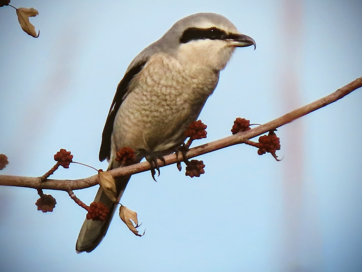 ťuhýk severní - ML646926625