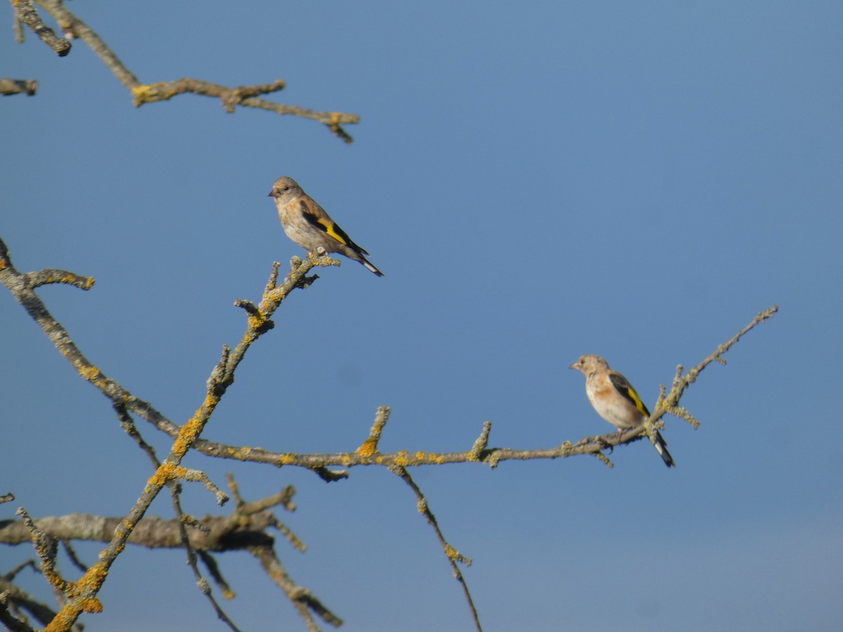 Щиглик звичайний - ML646926627