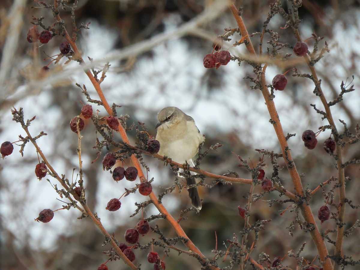 Пересмішник багатоголосий - ML646926630