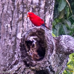 Лорі червоний - ML646926631