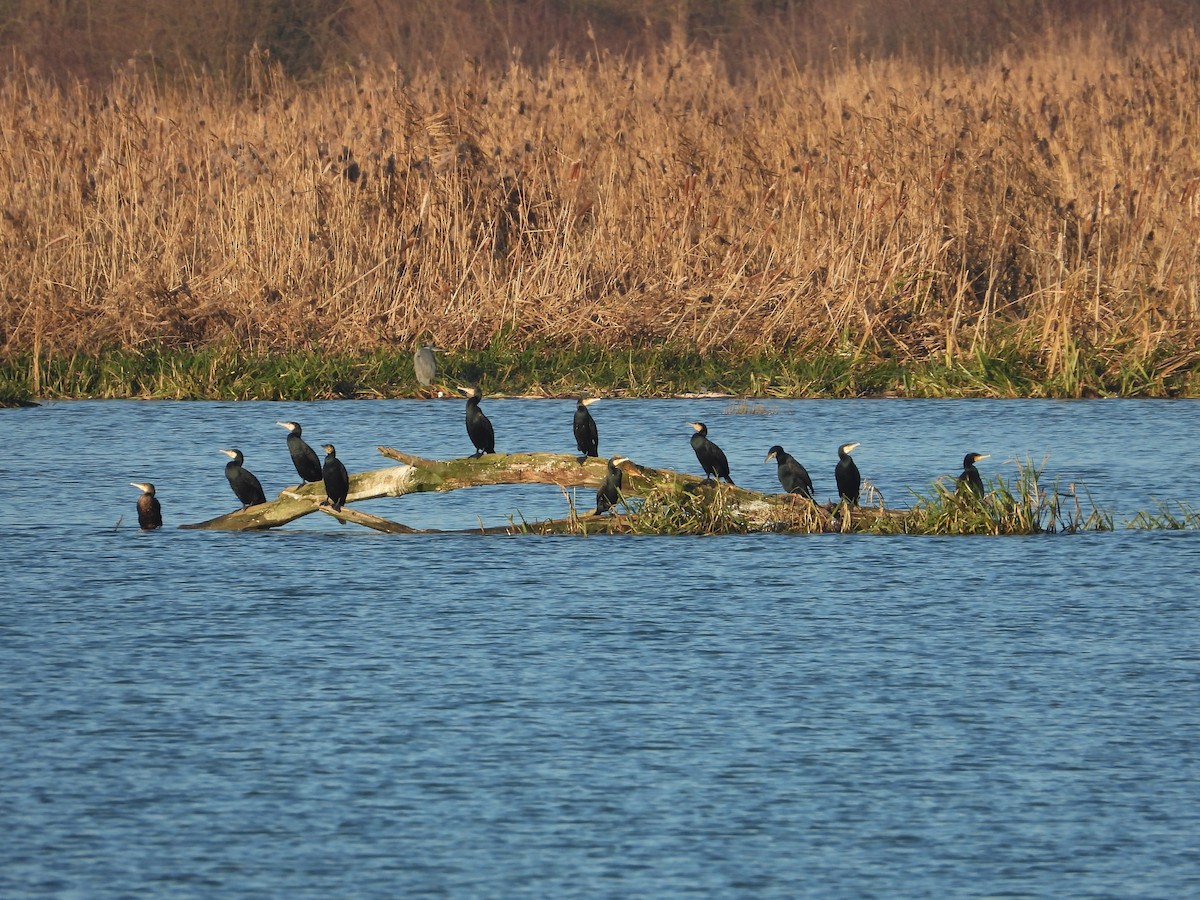 Баклан великий - ML646926632