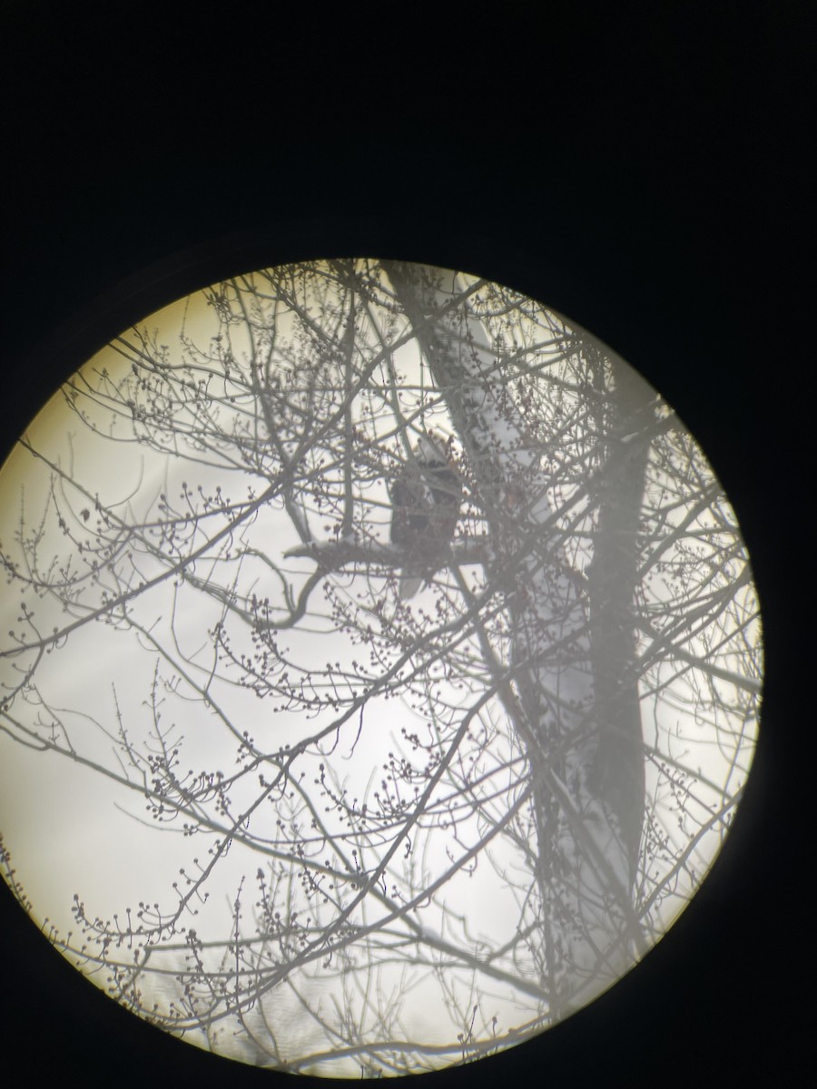 Орлан білоголовий - ML646926633