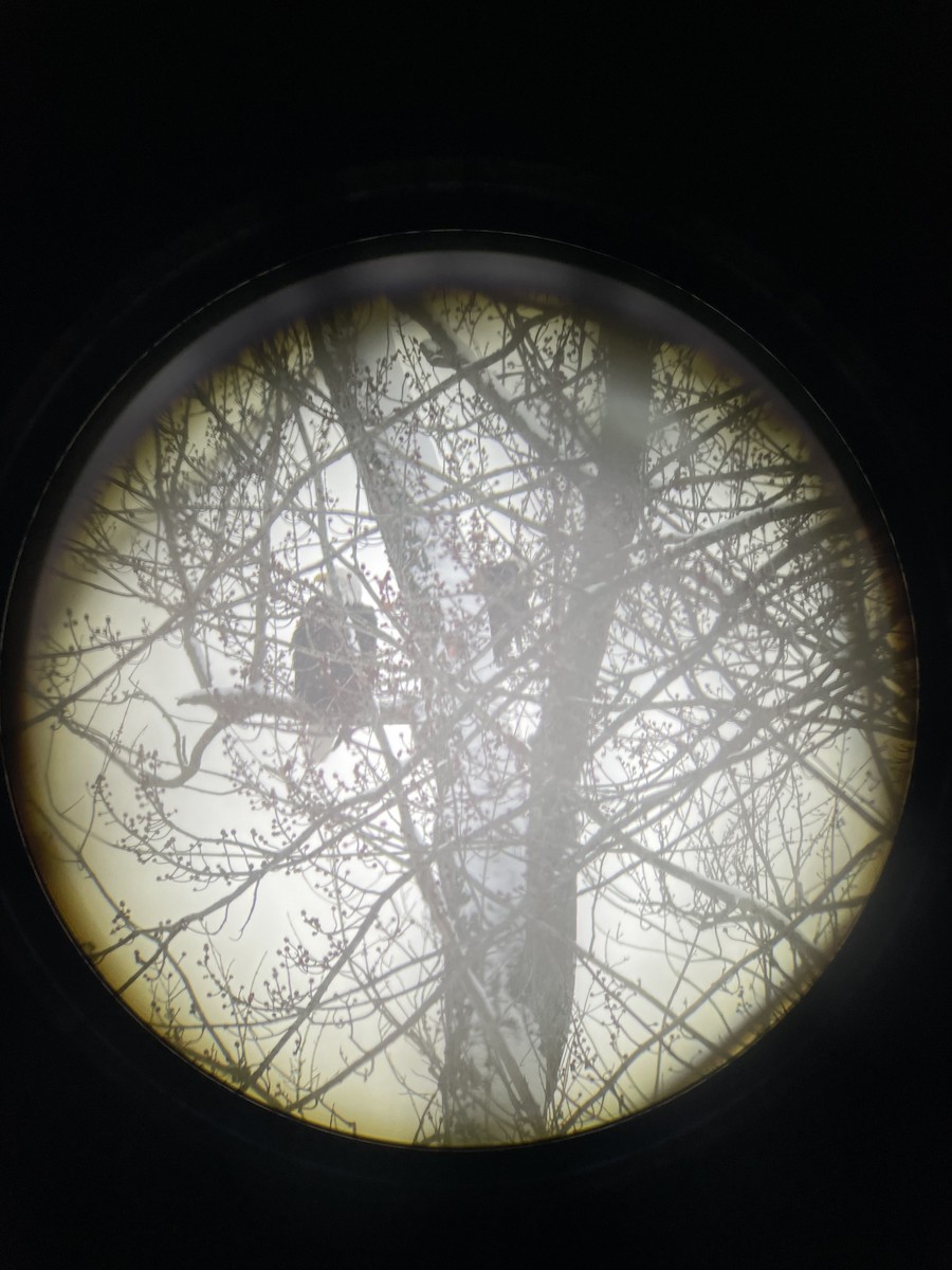 Орлан білоголовий - ML646926634