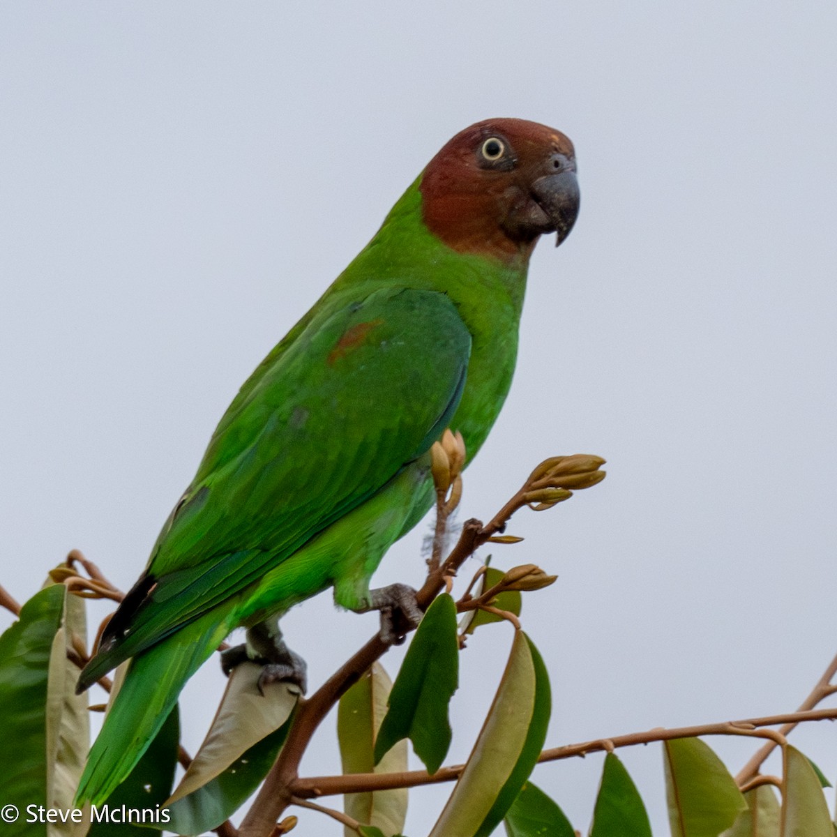 Лоріто червоноголовий - ML646926636