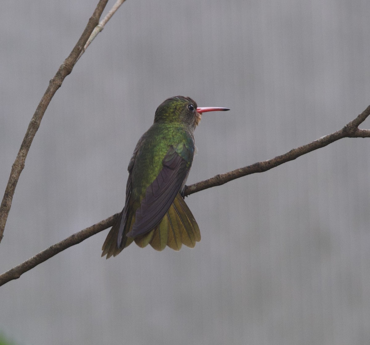 Колібрі-сапфір золотистий - ML646926637