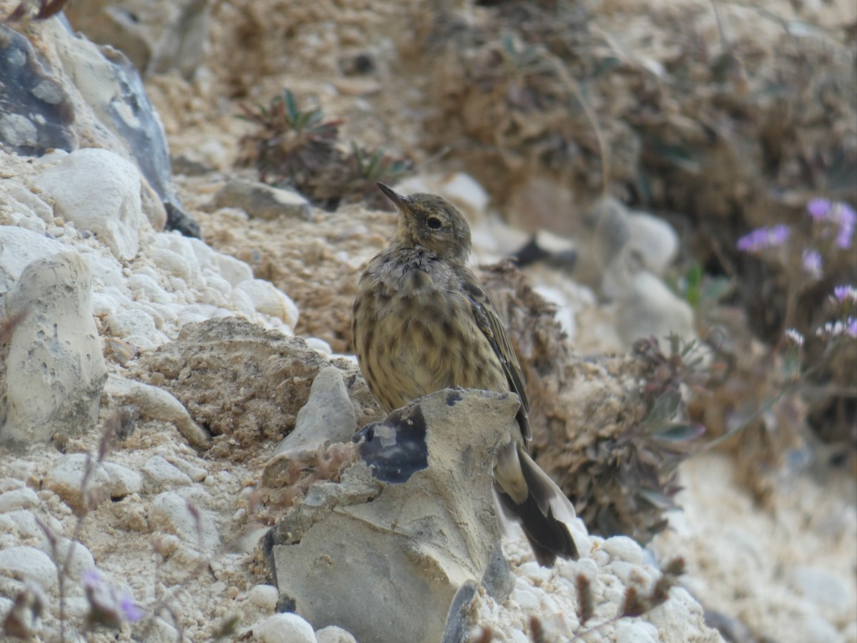 Щеврик острівний - ML646926639