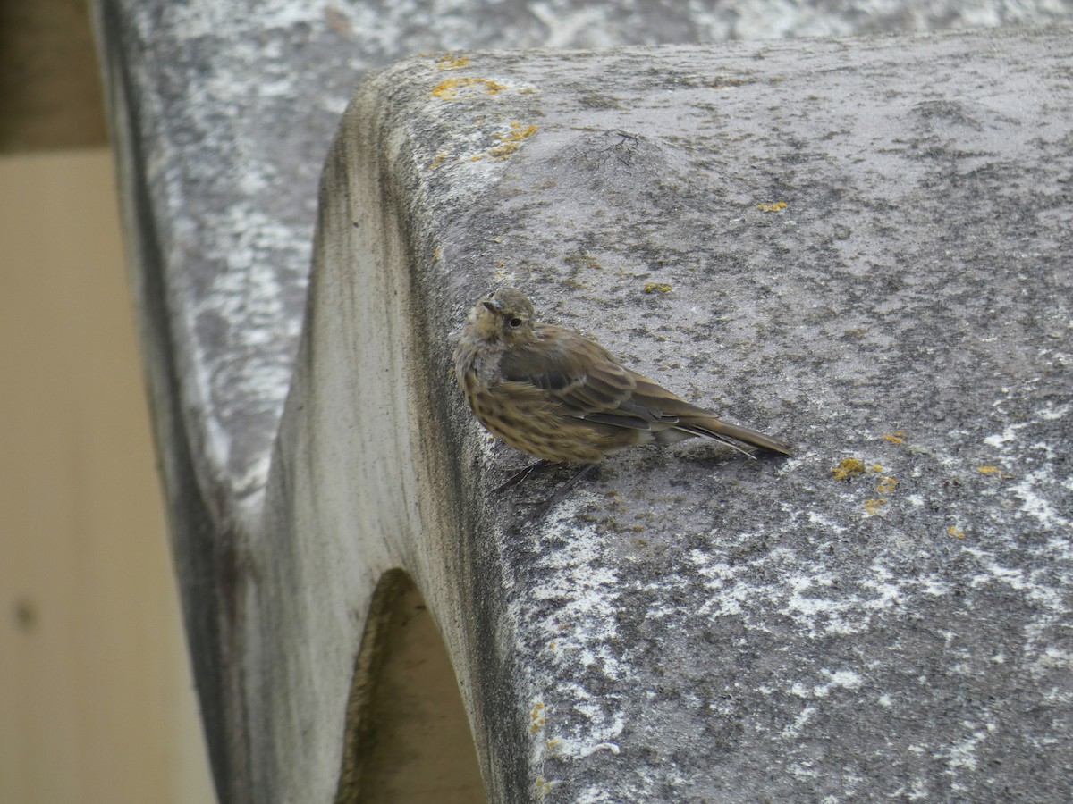 Щеврик острівний - ML646926640