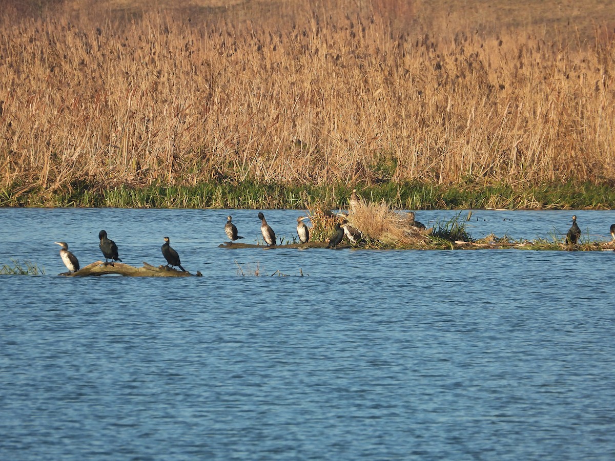 Баклан великий - ML646926641