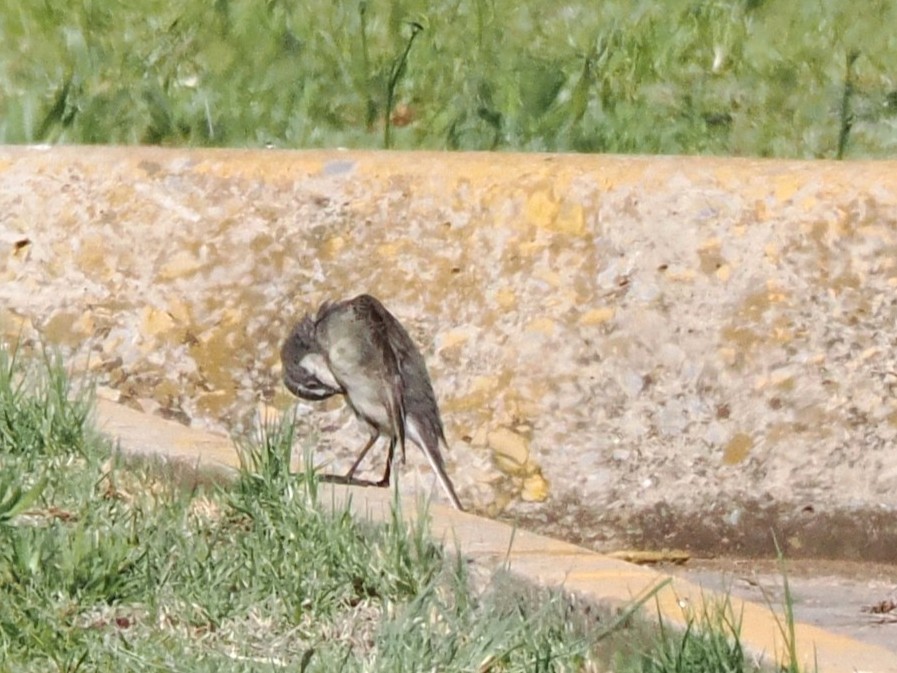 Плиска капська - ML646926642