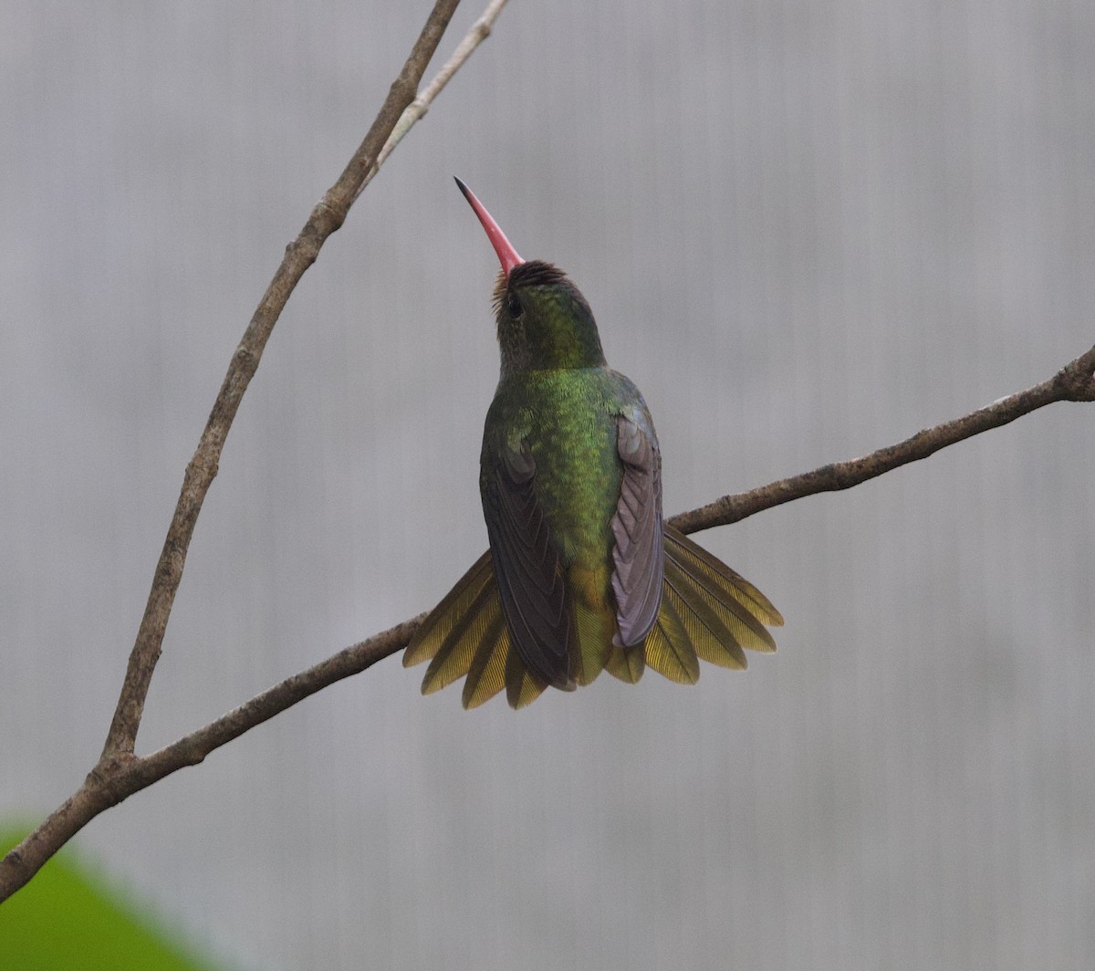 Колібрі-сапфір золотистий - ML646926644