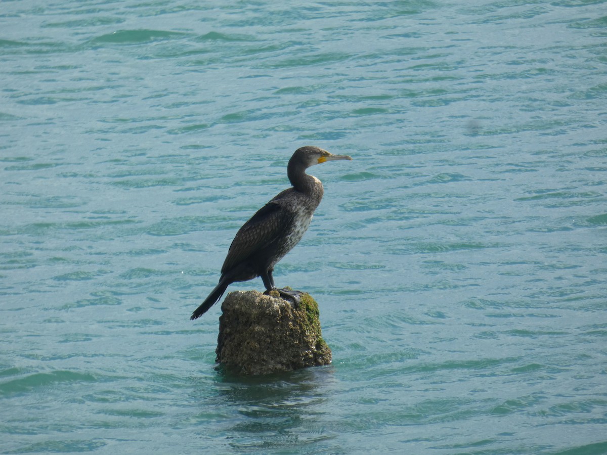 Баклан великий - ML646926648